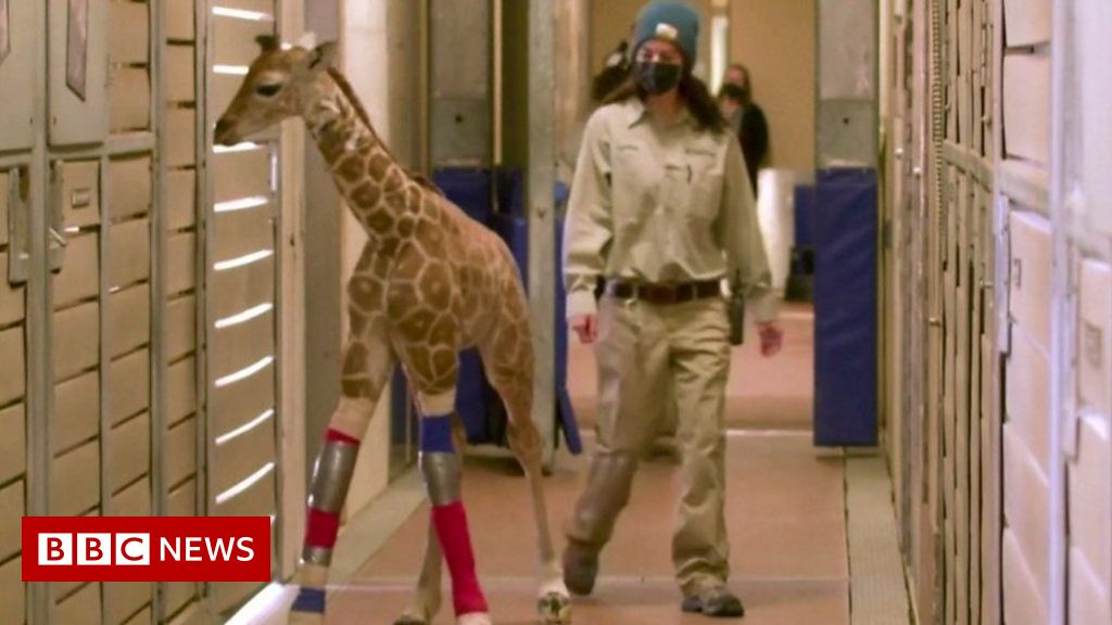 Custom-made brace helps heal baby giraffe
